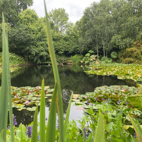 Year 1 Trip to RHS Rosemoor